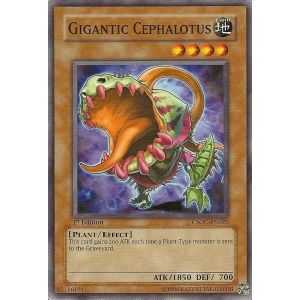 Gigantic Cephalotus (Common)