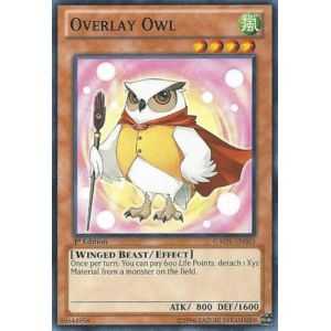 Overlay Owl (Common)