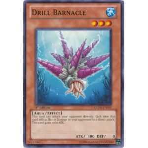 Drill Barnacle (Common)