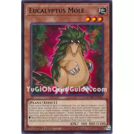 Eucalyptus Mole (Rare)